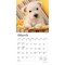 West Highland White Terrier Puppies | 2026 7 x 14 Inch (Hanging) Monthly Mini Wall Calendar